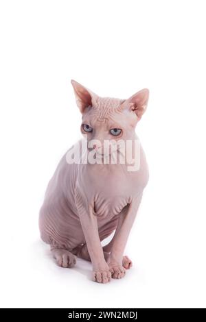 chat canadien sphynx isolé sur fond blanc, plan studio Banque D'Images