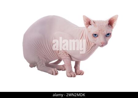 chat canadien sphynx isolé sur fond blanc, plan studio Banque D'Images