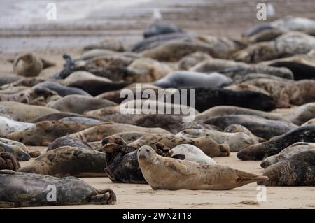 Certains des quelque 2 500 phoques gris de l’Atlantique sur Horsey Beach dans le Norfolk, où ils se rassemblent chaque année pour mue leur fourrure d’hiver usée et faire pousser de nouveaux manteaux plus élégants. Le tronçon de huit kilomètres de la côte du Norfolk est devenu un important terrain de reproduction pour les mammifères, avec plus de 3 500 petits qui y sont nés au cours de l'hiver. Date de la photo : mercredi 28 février 2024. Banque D'Images