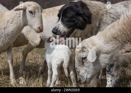 Un chien de brebis au milieu d'un troupeau de moutons avec leur agneau nouveau-né Banque D'Images