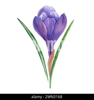 Crocus aquarelle dessiné à la main gros plan sur un fond blanc. Une fleur printanière. Vacances de Pâques. Beauté et mode. Clipart pour les concepteurs, impression sur un Banque D'Images