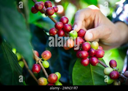Cueillette à la main des fruits de grains de café de l'arbre. Agriculteur à la main cueillant des grains de café Arabica rouge sur l'arbre de café. Banque D'Images