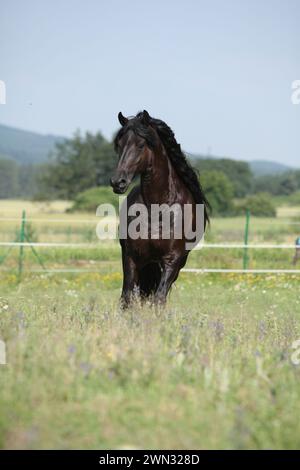 Étonnante jument frisonne qui court sur le pâturage en été Banque D'Images