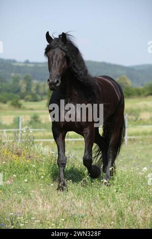 Étonnante jument frisonne qui court sur le pâturage en été Banque D'Images