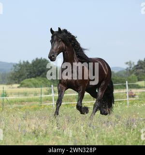Étonnante jument frisonne qui court sur le pâturage en été Banque D'Images