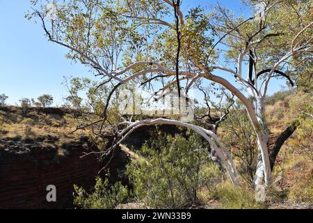 Gommiers dans la région des gorges de Joffre du parc national de Karijini, WA Banque D'Images