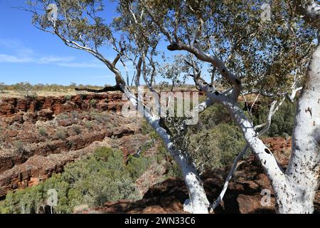 Fortescue Falls Viewpoint avec des eucalyptus, parc national de Karijini, Australie occidentale Banque D'Images