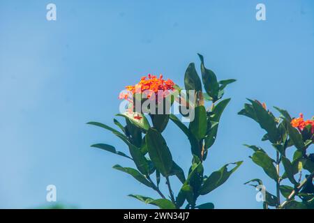 Gros plan photo de la plante Ashoka 'Saraca asoca' sur fond de ciel bleu Banque D'Images