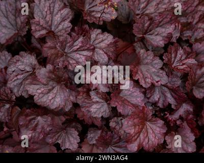 Gros plan sur les feuilles volantes violettes de prune de la plante de jardin à faible croissance heuchera prune pudding. Banque D'Images