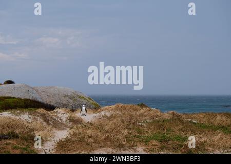 Un pingouin à Boulders Beach debout dans le sable à côté de l'herbe avec la mer en arrière-plan Banque D'Images