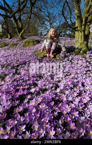 22/02/14 Scarlett Clarke (4) prend un moment pour s’émerveiller devant un tapis de crocus violets, prouvant que le printemps est vraiment arrivé à l’Université de Lei Banque D'Images