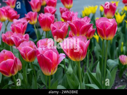 Tulip appelé Tompouce, groupe Triumph. Les tulipes sont divisées en groupes définis par leurs caractéristiques florales Banque D'Images