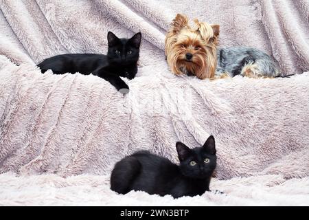 Deux petits chatons noirs drôles près du Yorkshire Terrier sur fond de tissu Banque D'Images