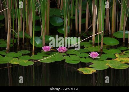 Un lac avec des nénuphars roses et des roseaux Banque D'Images