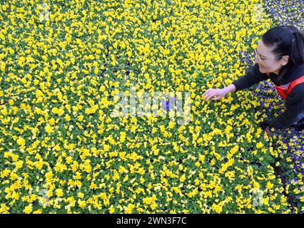 Wurzen, Allemagne. 28 février 2024. Dans une mer de milliers de fleurs printanières, la fleuriste Astrid Lorenz profite d’une seule pensée bleu foncé parmi les nombreuses jaunes de la pépinière Grünert. Grâce au temps excessivement chaud de ces dernières semaines, les premières floraisons dans les serres de la pépinière peuvent être récoltées environ 14 jours plus tôt sans frais de chauffage supplémentaires. En plus des primeurs, les premières fleurs colorées comprennent également des violettes à cornes, des gloires matinales, des tulipes, des flocons de neige printaniers, des anémones et des marguerites printanières. Crédit : Waltraud Grubitzsch/dpa/ZB/dpa/Alamy Live News Banque D'Images