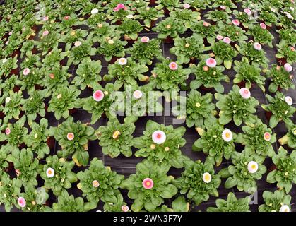 Wurzen, Allemagne. 28 février 2024. Des milliers de plantes fleuries fleurissent dans les serres de la pépinière Grünert. Grâce au temps excessivement chaud de ces dernières semaines, les premières floraisons dans les serres de la pépinière peuvent être récoltées environ 14 jours plus tôt sans frais de chauffage supplémentaires. En plus des primeurs, les premières fleurs colorées comprennent également des violettes à cornes, des gloires matinales, des tulipes, des flocons de neige printaniers, des anémones et des marguerites printanières. Crédit : Waltraud Grubitzsch/dpa/ZB/dpa/Alamy Live News Banque D'Images