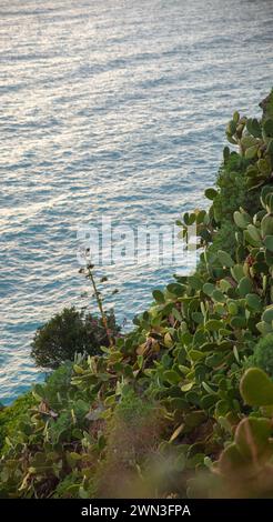 Falaise de mer avec cactus et mer bleue, Cinque Terre, Italie Banque D'Images