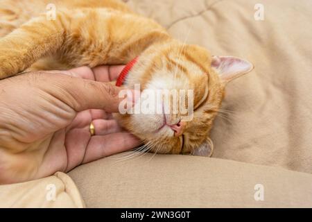 Un chat tabby orange sieste à côté de la main de son propriétaire Banque D'Images