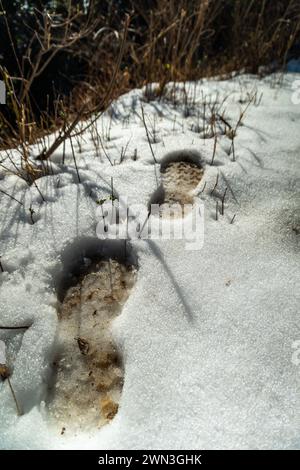 Les premiers pas de l'hiver : les empreintes dans la neige dans la première chute de neige de Mussoorie, Uttarakhand, Inde Banque D'Images