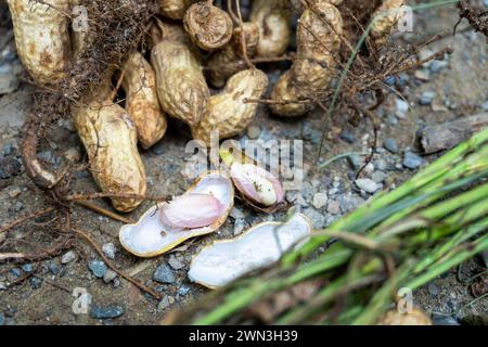 L'arachide (Arachis hypogaea), également connue sous le nom d'arachide, récolte biologique : fraîchement récoltée avec des feuilles - Uttarakhand, Inde - Agriculture Stock Im Banque D'Images