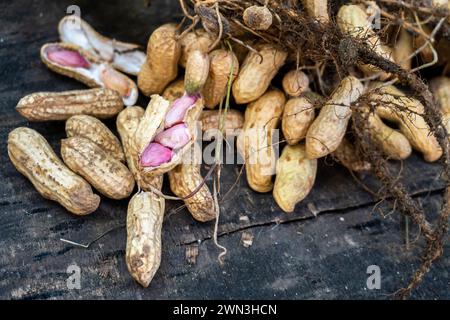 L'arachide (Arachis hypogaea), également connue sous le nom d'arachide, récolte biologique : fraîchement récoltée avec des feuilles - Uttarakhand, Inde - Agriculture Stock Im Banque D'Images