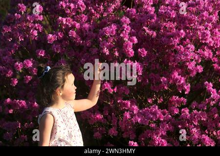 12/03/14 Maggie Welsh, 6 ans, s'émerveille devant les rhododendrons fleurissant plus de deux semaines plus tôt que d'habitude à Lea Gardens près de Matlock, Derbyshire. Tous Banque D'Images