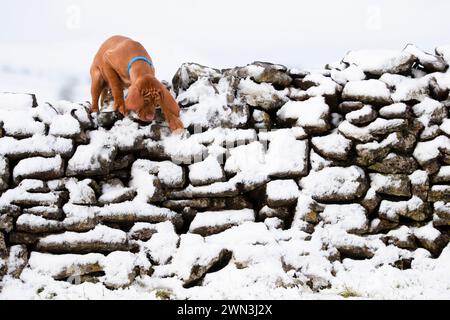 06/12/21 après une averse de neige inattendue l'après-midi, Moreton, chiot hongrois Vizsla de 13 semaines, joue dans la neige pour la première fois et découvre h. Banque D'Images