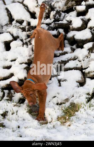 06/12/21 après une averse de neige inattendue l'après-midi, Moreton, chiot hongrois Vizsla de 13 semaines, joue dans la neige pour la première fois et découvre h. Banque D'Images