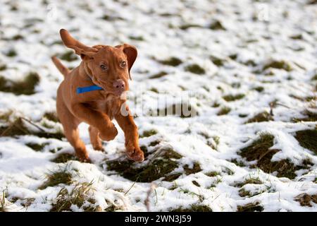 06/12/21 après une averse de neige inattendue l'après-midi, Moreton, chiot hongrois Vizsla de 13 semaines, joue dans la neige pour la première fois et découvre h. Banque D'Images