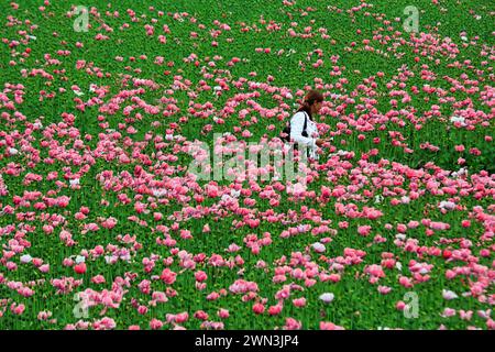 Femme marchant sur un sentier de randonnée à travers un champ de pavot à opium (Papaver somniferum), culture de pavots comestibles, champ de pavot, fleurs roses Banque D'Images