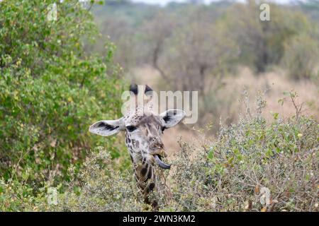 Portrait girafe sassy gros plan en sortant sa langue, prêt à manger d'un arbre d'acacia Banque D'Images