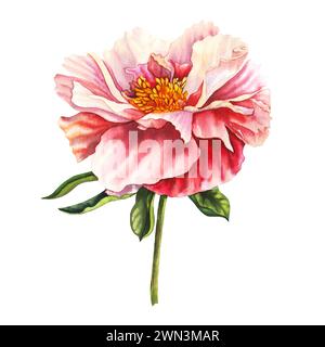 Fleur de pivoine aquarelle dans des couleurs rose pastel et pêche. Illustration florale dessinée à la main sur fond isolé pour cartes de voeux ou mariage Banque D'Images