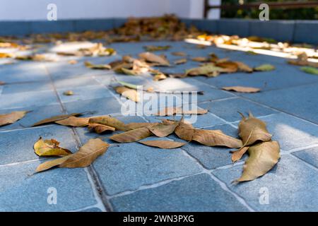 Feuilles d'automne sur le toit de la maison indienne : changement de saison à Uttarakhand, Inde Banque D'Images