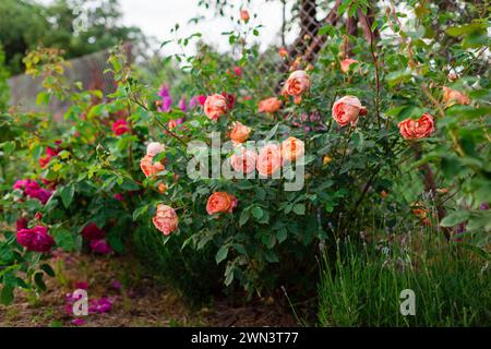 Rose saumon orange Dame de Shalott fleurissant dans le jardin d'été par lavande. English Austin sélection roses en fleur. Banque D'Images