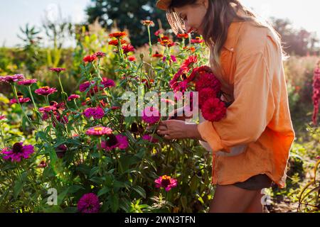 Femme jardinier choisit bouquet de zinnias dans le jardin d'été en utilisant un sécateur au coucher du soleil. Récolte de fleurs coupées. Gros plan. Culture de plantes annuelles Banque D'Images