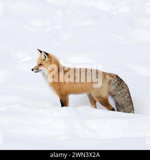 ein wunderschönes Tier... Rotfuchs Vulpes vulpes , Fuchs, Amerikanischer Rotfuchs im Winter, steht in hohem Schnee, langes, dichtes Winterfell, auf Beutesuche, blickt, äugt in die Ferne, lauscht aufmerksam *** Red Fox Vulpes vulpes en hiver, debout, attendant dans la neige profonde, regarder, Yellowstone NP, Wyoming, faune, États-Unis. Wyoming États-Unis Banque D'Images