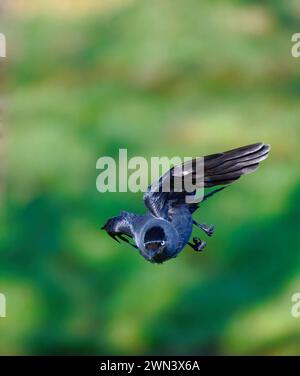 Eurasian Jackdaw Banque D'Images