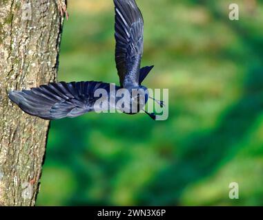 Eurasian Jackdaw Banque D'Images