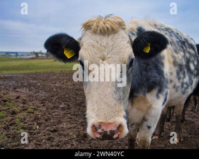 Anglesey, Royaume-Uni - 11 janvier 2024 : gros plan sur le visage d'une vache laitière dans un champ d'une ferme à Anglesey, au nord du pays de Galles, au Royaume-Uni. Les étiquettes d'identification de la vache sont vi Banque D'Images