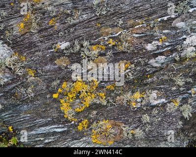 Un gros plan de lichen jaune poussant sur les roches côtières du Wales Coast Path à Anglesey, pays de Galles, Royaume-Uni. Une petite croissance de lichen de mousse de barbe (usnea) est Banque D'Images