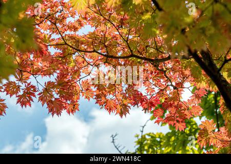 Japanischer Ahorn (Acer japonicum 'Aconitifolium') Banque D'Images