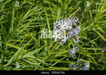 Blausternbusch (Amsonia hubrichtii) Banque D'Images