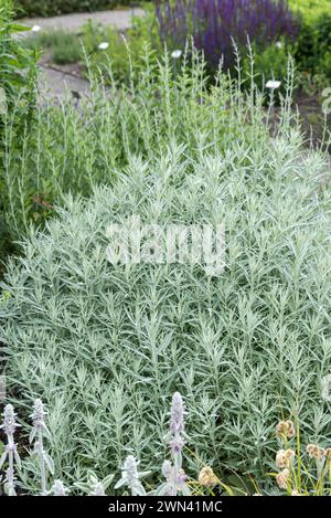 Silberraute (Artemisia ludoviciana 'Reine d'argent') Banque D'Images