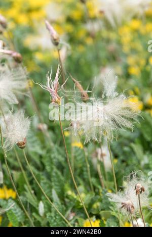 Weiße Silberwurz (Dryas octopetala) Banque D'Images