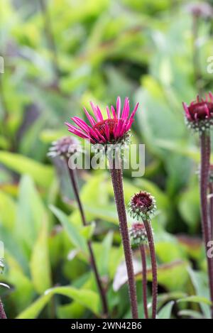 Roter Sonnenhut (Echinacea purpurea 'Fatal attraction') Banque D'Images