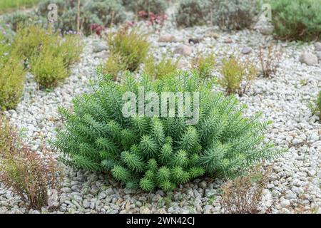 Steppen-Wolfsmilch (Euphorbia seguieriana subsp. niciciana) Banque D'Images