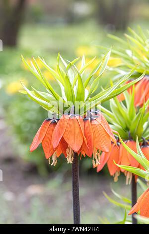 Kaiserkrone (Fritillaria imperialis 'Aurora') Banque D'Images