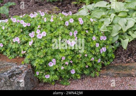 Storchschnabel (Geranium sanguineum var. striatum) Banque D'Images