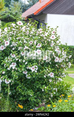 Garten-Eibisch (Hibiscus syriacus 'cœur rouge') Banque D'Images