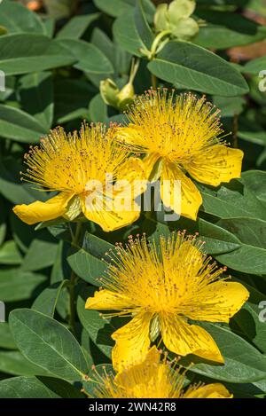 Großblütiges Johanniskraut (Hypericum calycinum) Banque D'Images